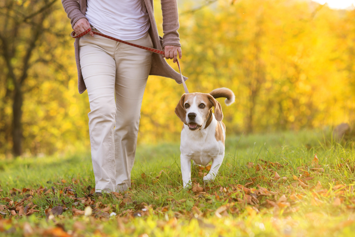 Dog friendly walking routes Portsmouth